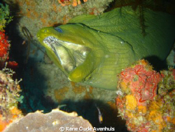 Green Moray, shot taken at Mangel Halto, Aruba by Rene Oude Avenhuis 